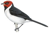 Red-capped Cardinal Illustration