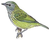 Spotted Tanager Illustration