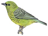 Yellow-bellied Tanager Illustration