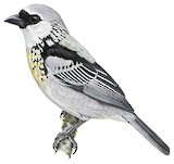 Grey-and-gold Tanager Illustration