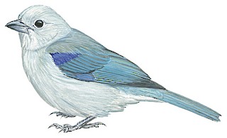 Thraupis episcopus cana