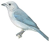 Sayaca Tanager Illustration