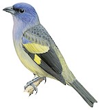 Yellow-winged Tanager Illustration