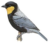 Silver-backed Tanager Illustration