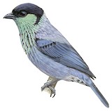 Black-capped Tanager Illustration