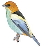 Black-backed Tanager Illustration