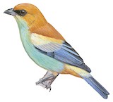 Chestnut-backed Tanager Illustration