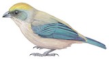 Green-capped Tanager Illustration