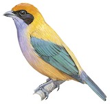 Burnished-buff Tanager Illustration