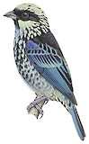 Beryl-spangled Tanager Illustration