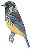 Green-naped Tanager Illustration