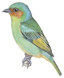 Rufous-cheeked Tanager Illustration