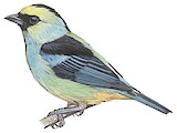 Metallic-green Tanager Illustration