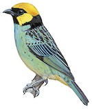 Saffron-crowned Tanager Illustration