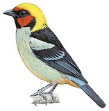 Flame-faced Tanager Illustration