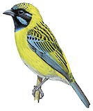 Blue-whiskered Tanager Illustration