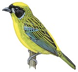 Green-and-gold Tanager Illustration