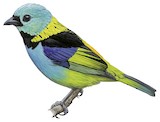 Green-headed Tanager Illustration