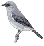 Plain-colored Tanager Illustration