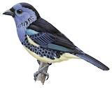 Turquoise Tanager Illustration