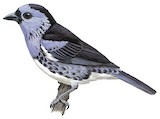 White-bellied Tanager Illustration