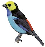 Paradise Tanager Illustration