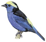 Opal-crowned Tanager Illustration