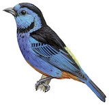 Opal-rumped Tanager Illustration