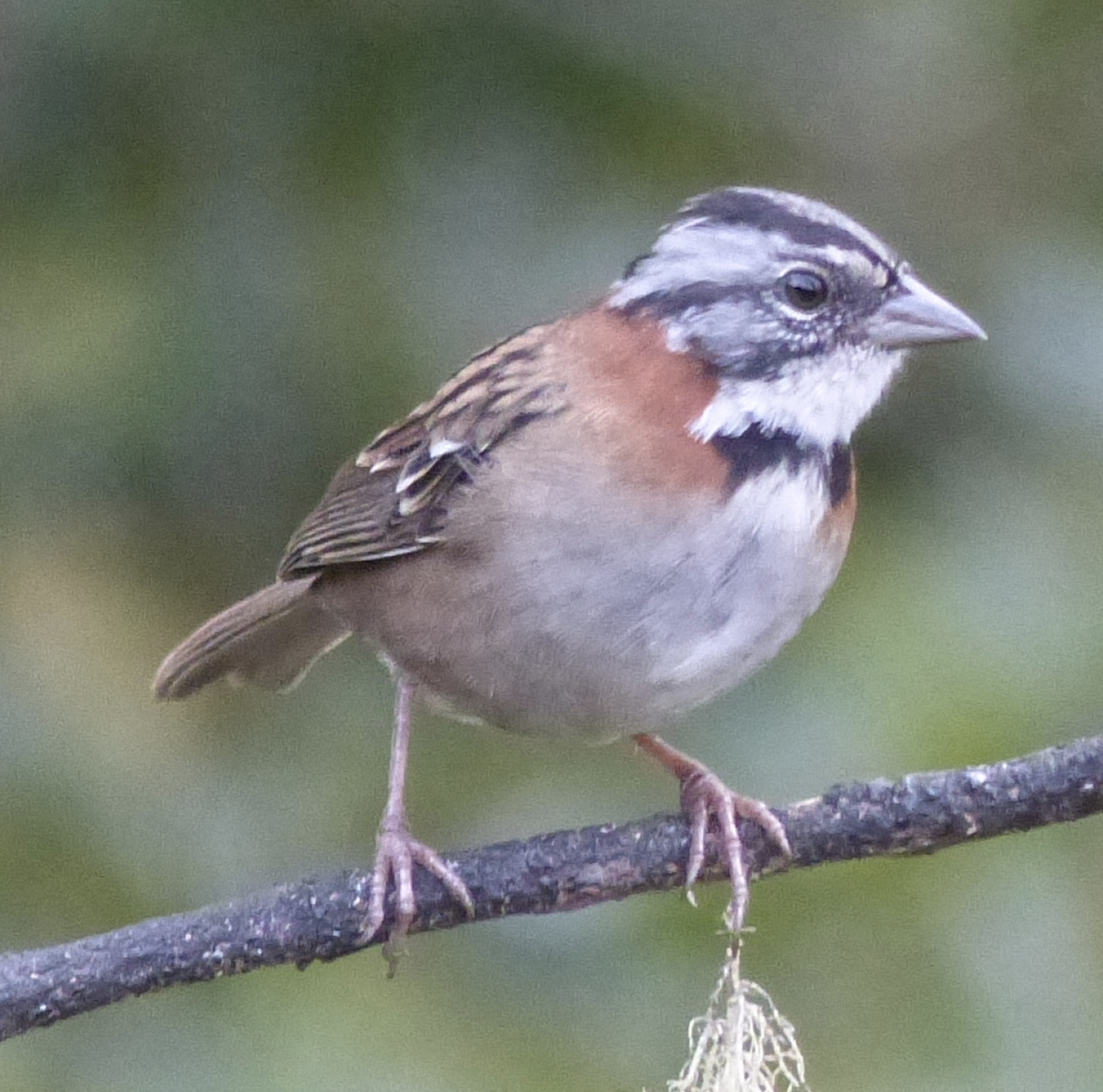 Rufous-collared Sparrow - ML153728951