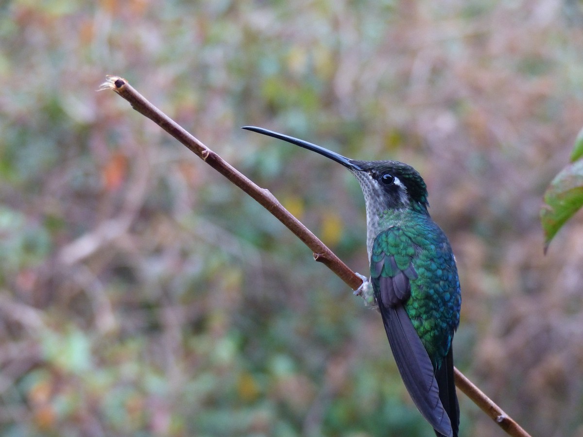Talamanca Hummingbird - Kai Victor