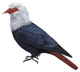 Mauritius Blue Pigeon Illustration