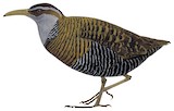 Dieffenbach's Rail Illustration