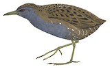 Laysan Rail Illustration