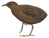 Hawaiian Rail Illustration