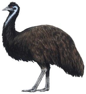 Emu - Dromaius novaehollandiae - Birds of the World
