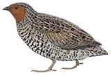 New Zealand Quail Illustration