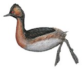 Colombian Grebe Illustration