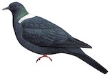 Ryukyu Wood Pigeon Illustration