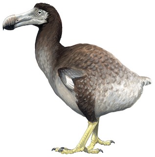 Dodo Bird Facts  Raphus cucullatus - A-Z Animals