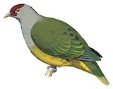 Red-moustached Fruit Dove Illustration