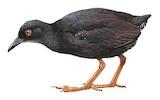 Kosrae Crake Illustration