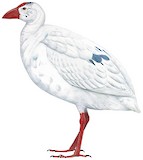 White Swamphen Illustration