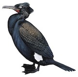 Spectacled Cormorant Illustration