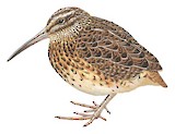 North Island Snipe Illustration