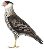 Guadalupe Caracara Illustration