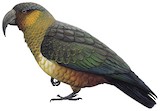 Norfolk Kaka Illustration