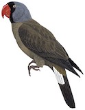 Mascarene Parrot Illustration