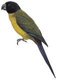 Raiatea Parakeet Illustration