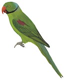 Seychelles Parakeet Illustration