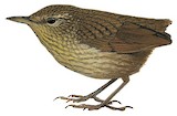 Lyall's Wren Illustration